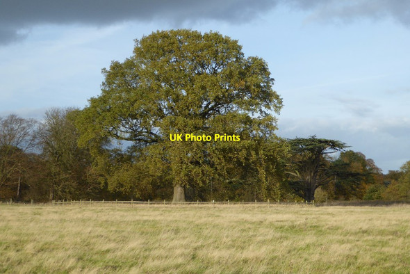 Photo 6"x4" Oak tree in Coombe Country Park Binley Woods c2017