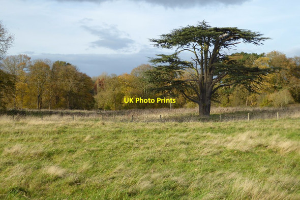 Photo 6"x4" Cedar of Lebanon tree Binley Woods c2017