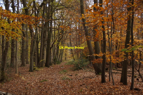 Photo 6"x4" Path through Great Oaks, Oxshott Esher c2017