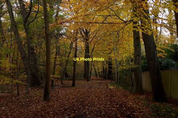 Photo 6"x4" Path on the northern edge of Esher Common Esher c2017 P1