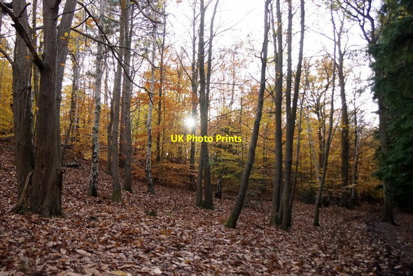 Photo 6"x4" Autumn afternoon, Esher Common Esher c2017