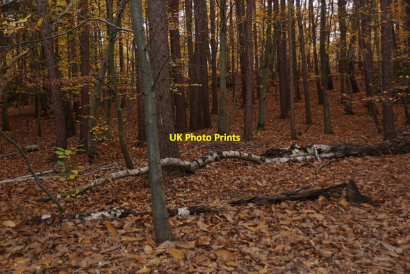 Photo 6"x4" Woodland on Esher Common Esher c2017