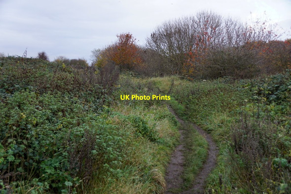 Photo 6"x4" Path on Molesey Heath Nature Reserve Esher c2017