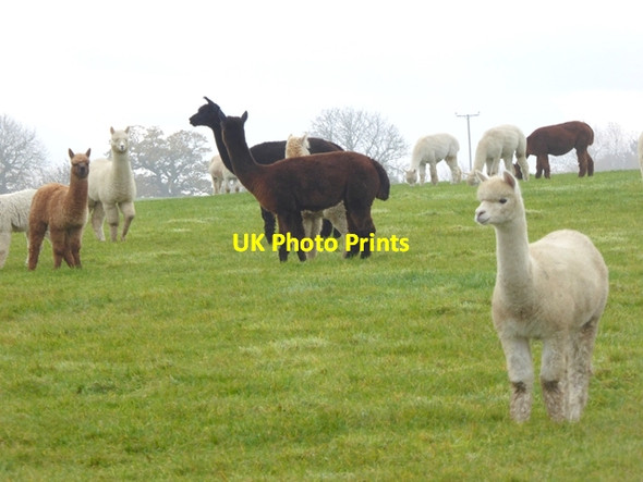 Photo 6"x4" Alpacas at Turpinhill Farm Houghton\/NZ1266 c2017