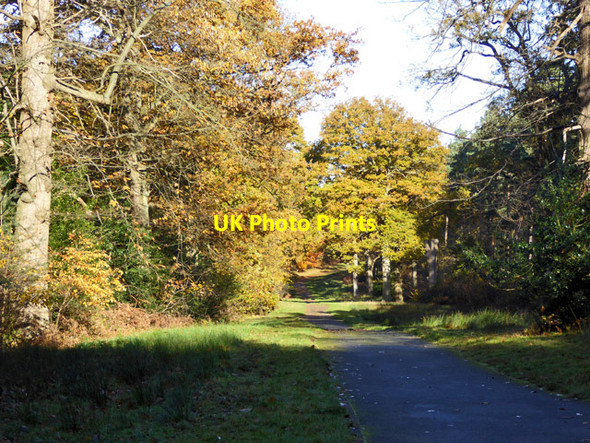 Photo 6"x4" Ride, Swinley Forest Bracknell c2017