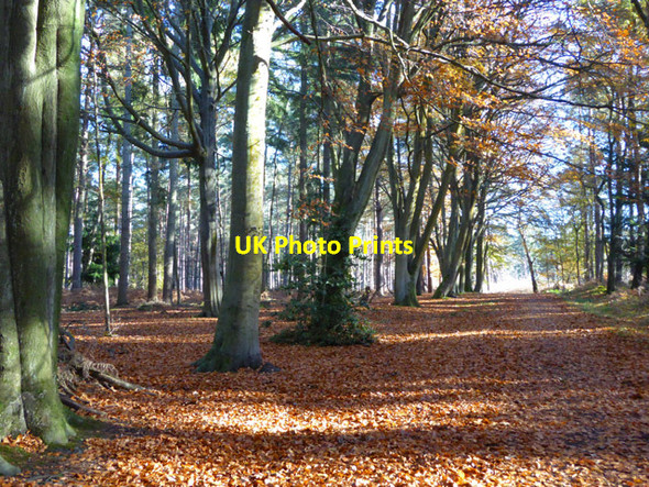 Photo 6"x4" Ride under beech, Swinley Forest Birch Hill\/SU8766 c2017