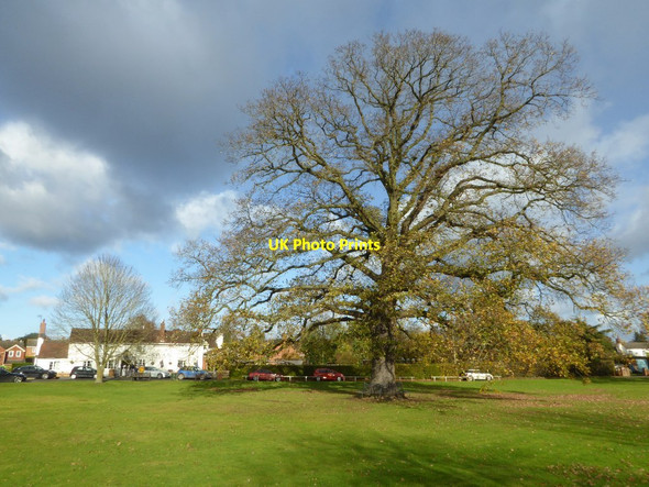 Photo 6"x4" Oak tree and Swan Hanley Swan c2017