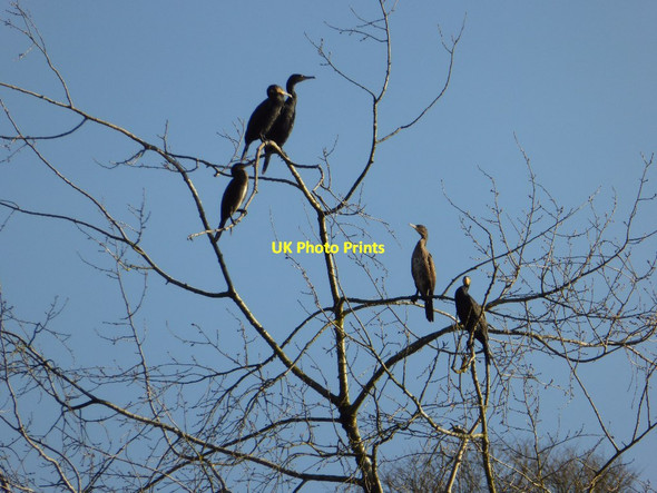 Photo 6"x4" Cormorants in a tree top Stourton\/ST7734 c2017