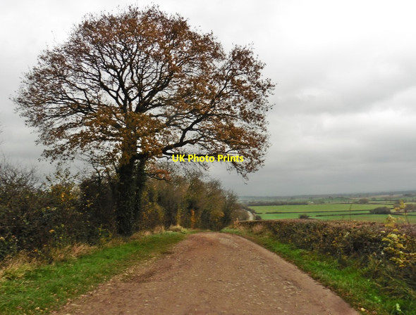 Photo 6"x4" Ash Drove Witcombe c2017