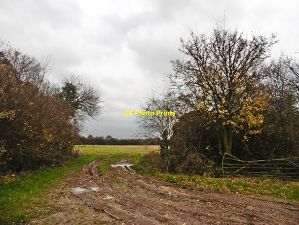 Photo 6"x4" Black Ditch Drove Catsgore c2017