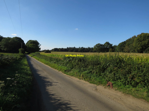 Photo 6"x4" Maize by Ringland Lane Attlebridge c2017