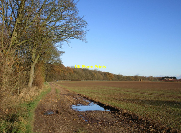 Photo 6"x4" Track and Enholmes Plantation Patrington Haven c2017