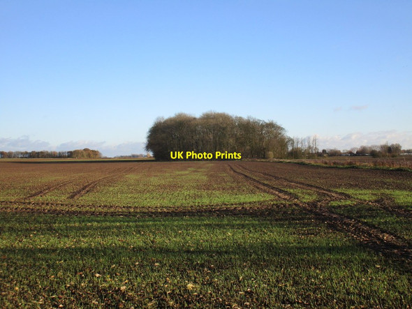 Photo 6"x4" Autumn sown crop and Thistlegrowth Plantation Patrington Haven c2017