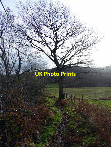 Photo 6"x4" The path to Aberffrwd Aberffrwd\/SN6878 c2017