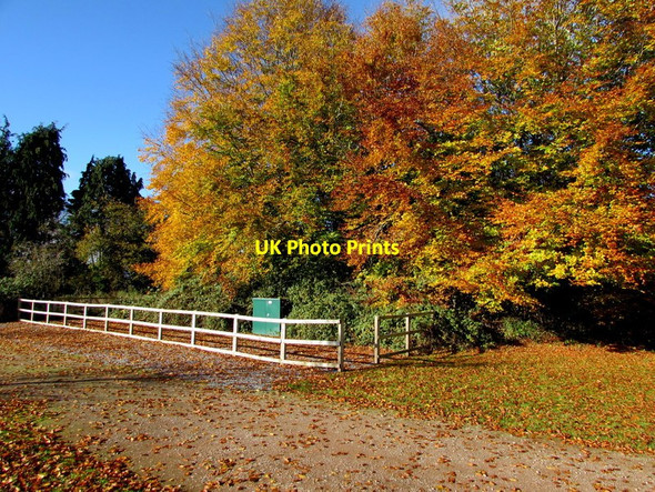 Photo 6"x4" Autumn colours at the edge of Raglan Garden Centre Great Oak c2017