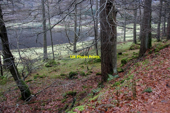 Photo 6"x4" Cruach Wood, Loch Eck Benmore\/NS1385 c2017