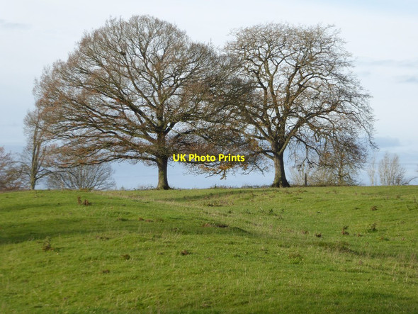 Photo 6"x4" Oak trees in Twyning Park Church End\/SO8936 c2017