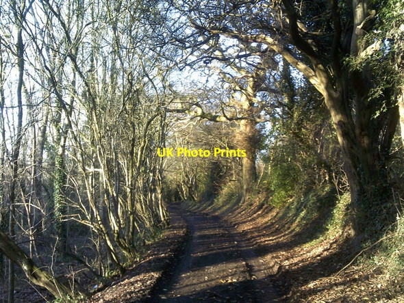Photo 6"x4" Wooded Track Sedgley c2017