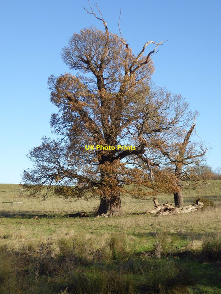 Photo 6"x4" Tree in Croome Park Dunstall Common c2017