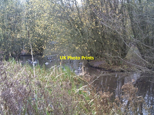 Photo 6"x4" Duck Pool Sedgley c2017
