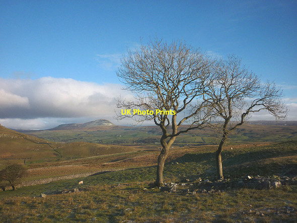 Photo 6"x4" Ash trees north of Pot Scar Feizor c2017