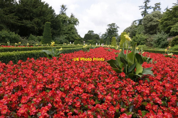 Photo 6"x4" Cliveden Begonias Widmoor c2017