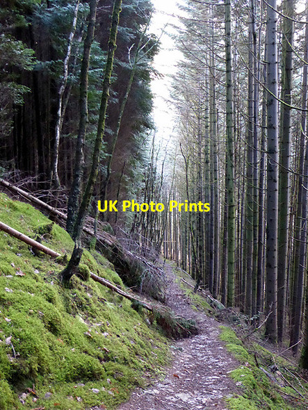 Photo 6"x4" More fallen trees on the path to Devil's Bridge Devil's Bridge\/Pontarfynach c2017