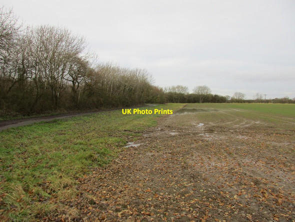 Photo 6"x4" Alongside Catfoss Whin Covert Seaton\/TA1646 c2017