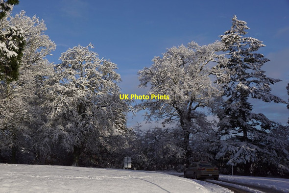 Photo 6"x4" Winter trees at Achnagairn, Kirkhill Kirkhill\/NH5545 c2017