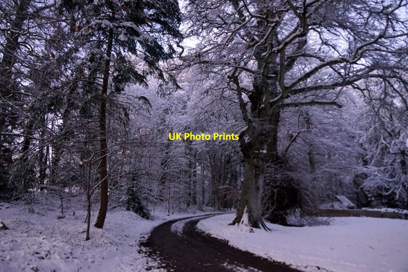 Photo 6"x4" Winter trees at Achnagairn, Kirkhill Kirkhill\/NH5545 c2017 P1