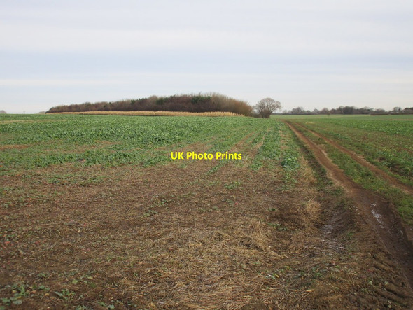 Photo 6"x4" Farm track and plantation Lelley c2017