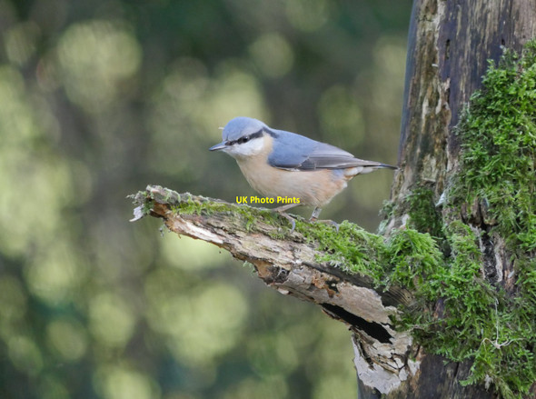 Photo 6"x4" A Nuthatch at Leighton Moss Crag Foot c2017