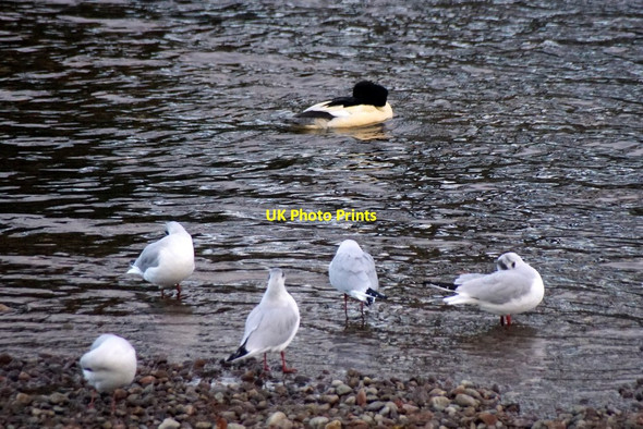 Photo 6"x4" Birds beside the River Ness, Inverness Inverness c2017