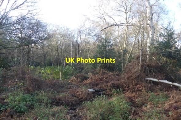 Photo 6"x4" West Heath Hampstead\/TQ2685 c2017
