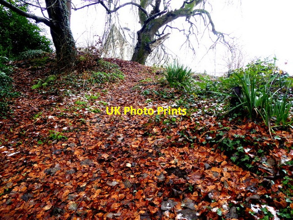Photo 6"x4" Leafy bank, Cranny Omagh c2017