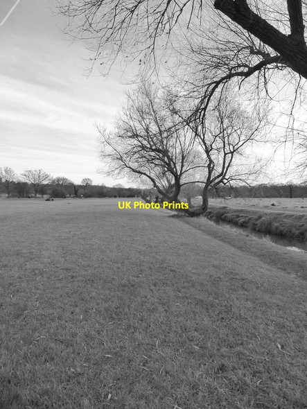 Photo 6"x4" Pollard willows by Beverley Brook, December 2017 (2) Putney c2017