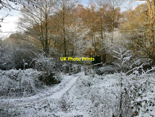 Photo 6"x4" Winter scene in Ulley Country Park Guilthwaite c2017