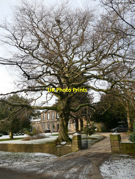 Photo 6"x4" Winter tree at Morthen Hall Morthen c2017