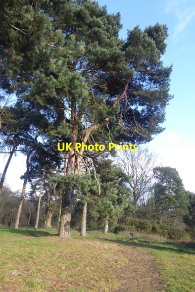 Photo 6"x4" Path on Hamstead Heath Hampstead\/TQ2685 c2017