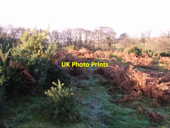 Photo 6"x4" Bracken and gorse growing in the Surlingham Hills Surlingham c2017