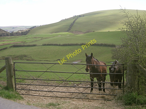 Photo 6"x4" Horses by a gate Upper Treverward c2009