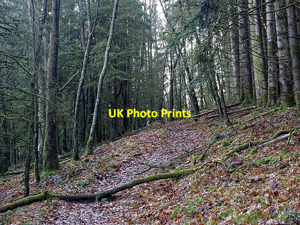 Photo 6"x4" Climbing through Coed Rheidol National Nature Reserve Devil's Bridge\/Pontarfynach c2017