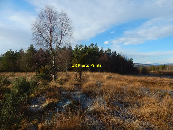 Photo 6"x4" Old boundary of a plantation Alexandria c2017