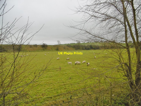 Photo 6"x4" Winterborne Herringston, sheep grazing Dorchester\/SY6890 c2017