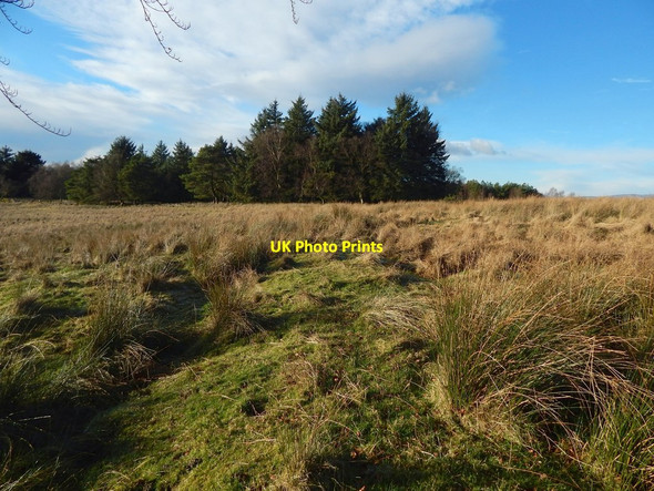 Photo 6"x4" The line of an old boundary Alexandria c2017