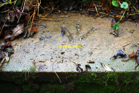 Photo 6"x4" Benchmark on step of Bucknell Road bridge Bicester c2017