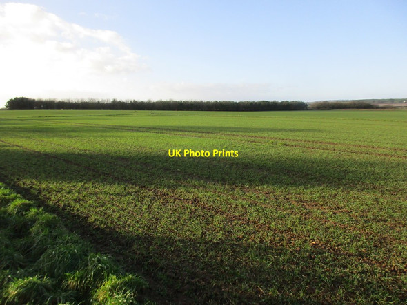 Photo 6"x4" Autumn sown crop off Kingsgate Bridlington c2017