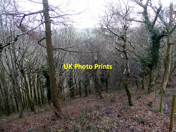 Photo 6"x4" Descending through Pant Da Woods Nantyronen Station c2018
