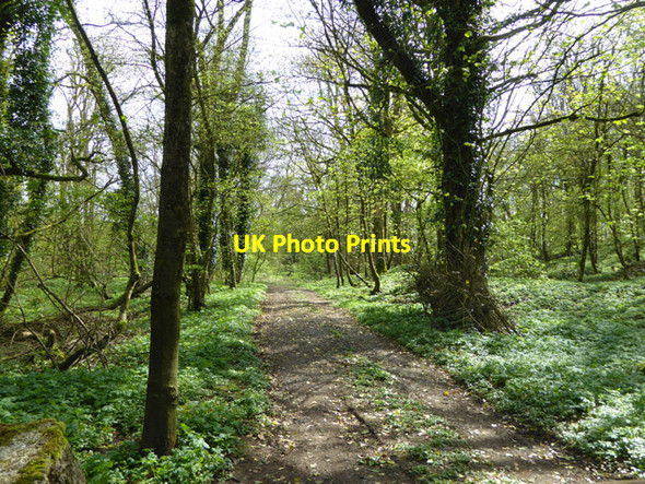 Photo 6"x4" Track, Pitt's Wood Doulting c2017