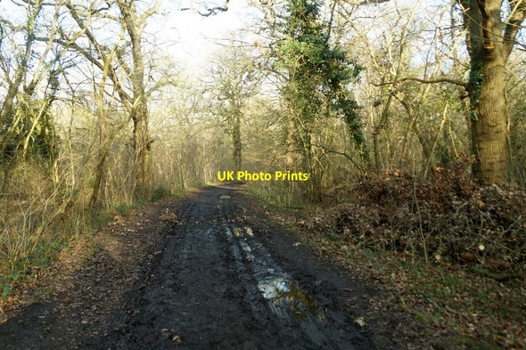 Photo 6"x4" Track in Horton Country Park Ewell c2018